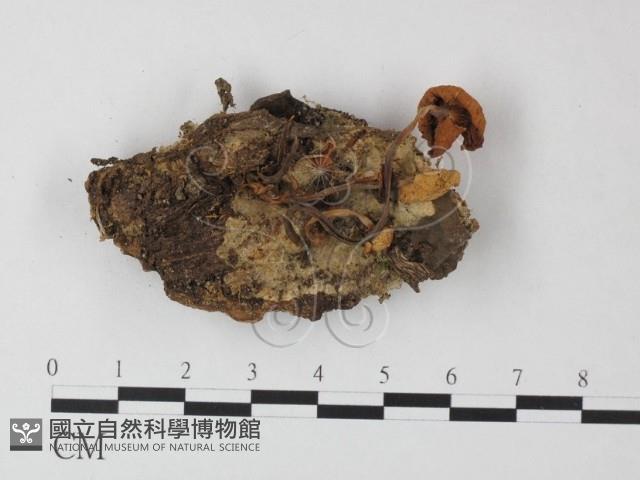 小皮傘屬藏品圖，第1張