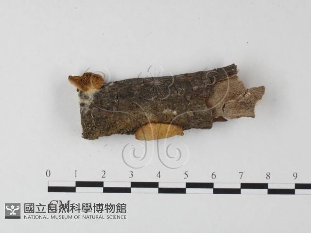 登錄號:F0003299藏品圖，第1張