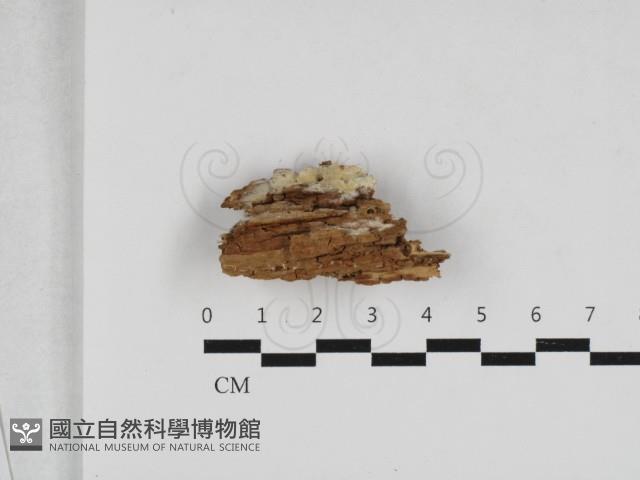 登錄號:F0033299藏品圖，第1張