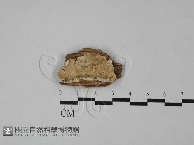 登錄號:F0028899藏品圖，第1張