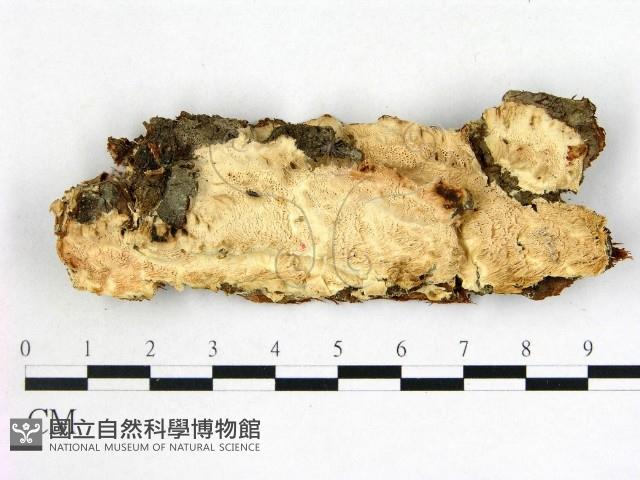 登錄號:F0020899藏品圖，第1張