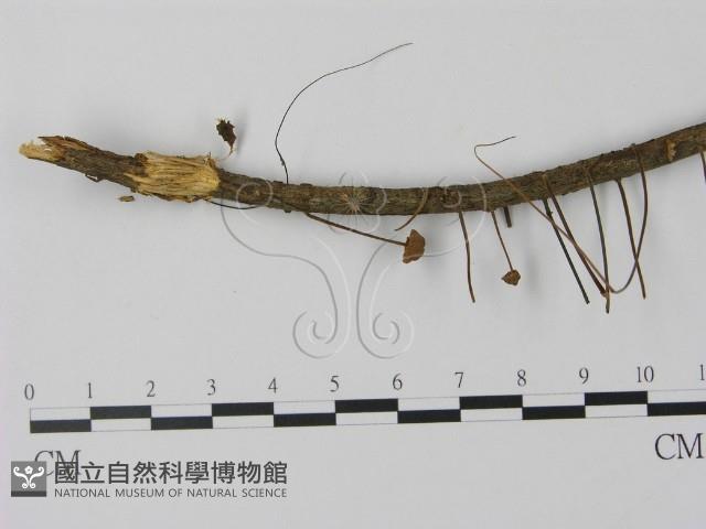 登錄號:F0010899藏品圖，第1張