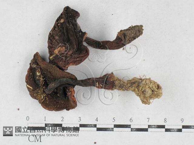 登錄號:F0026899藏品圖，第1張