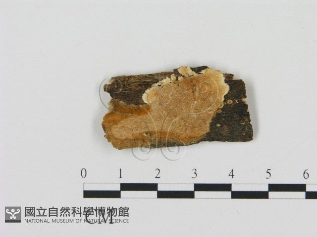 登錄號:F0006899藏品圖，第1張