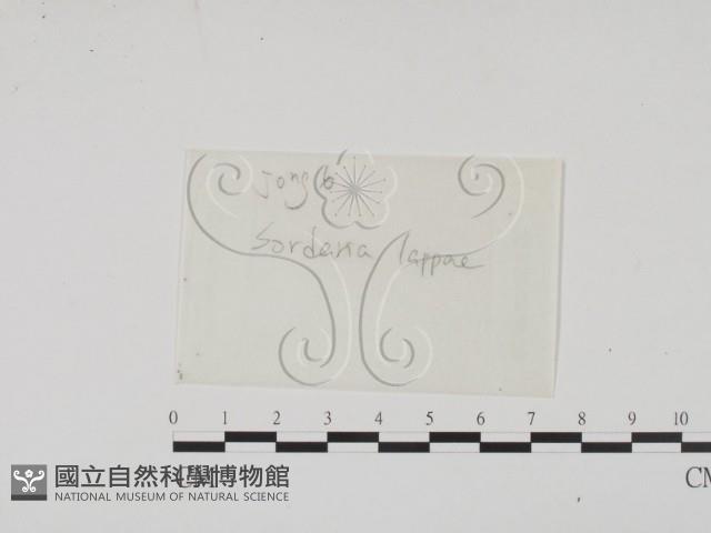 登錄號:F0016899藏品圖，第1張