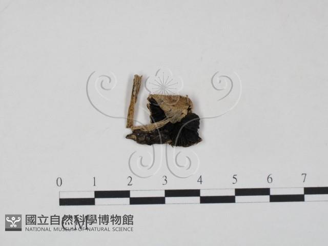 登錄號:F0021899藏品圖，第1張
