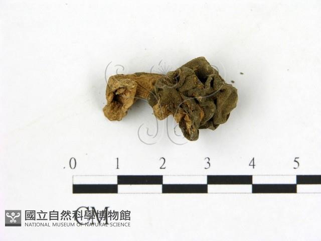 登錄號:F0001899藏品圖，第1張