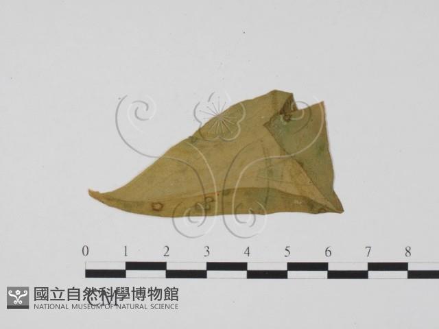 登錄號:F0011899藏品圖，第1張