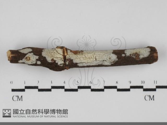 登錄號:F0031899藏品圖，第1張