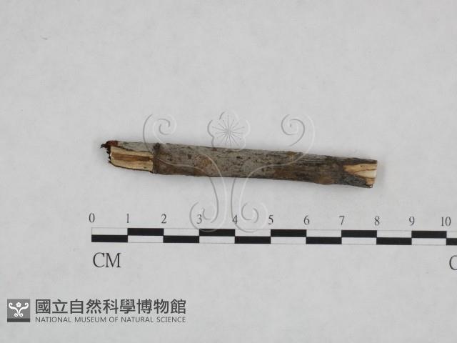 登錄號:F0024899藏品圖，第1張