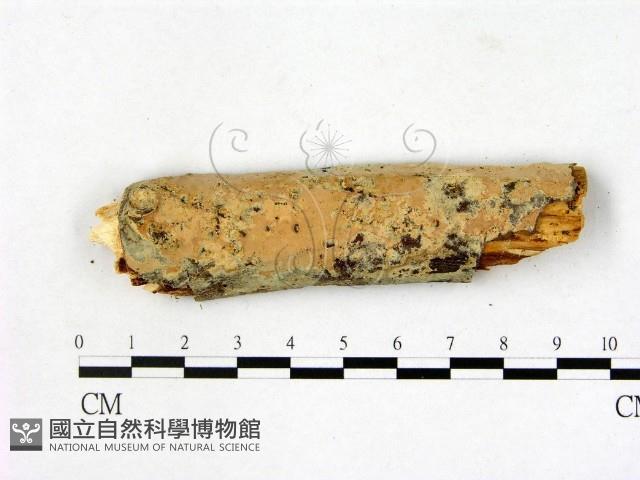 登錄號:F0014899藏品圖，第1張