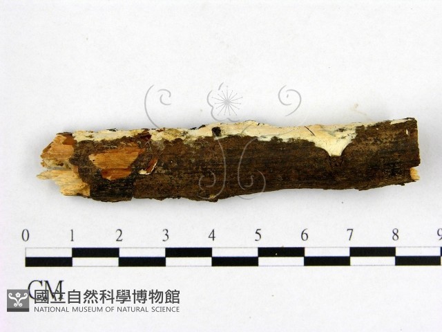 登錄號:F0002899藏品圖，第1張