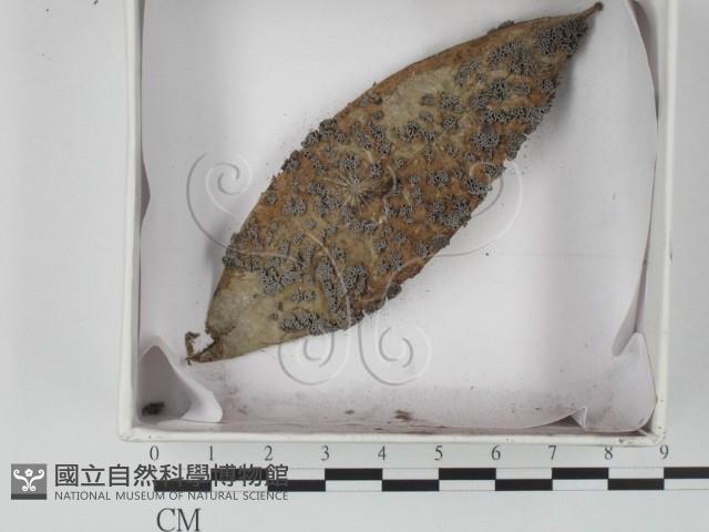 登錄號:F0012899藏品圖，第1張