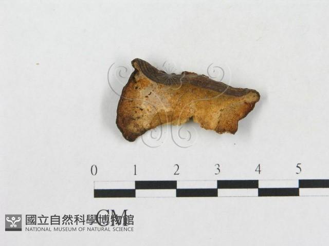 小孔硬孔菌藏品圖，第1張