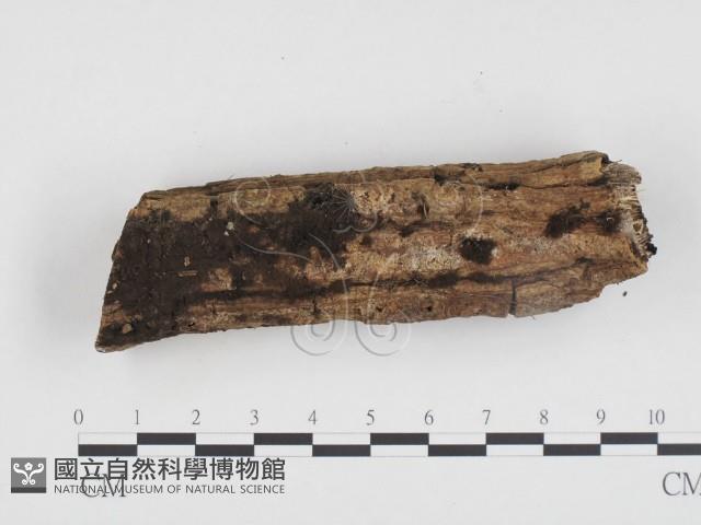 登錄號:F0017899藏品圖，第1張