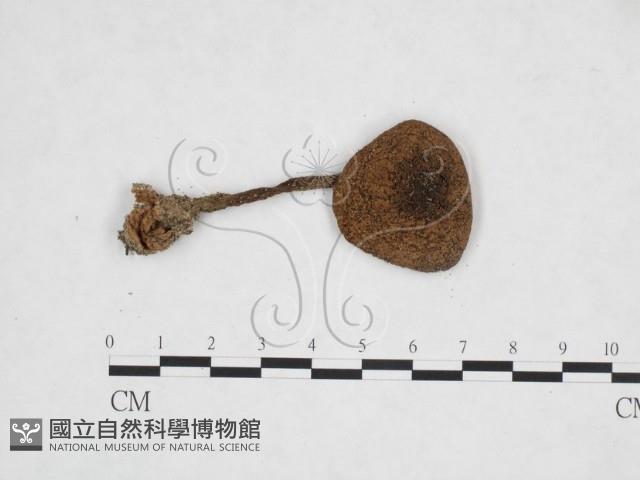 登錄號:F0025899藏品圖，第1張