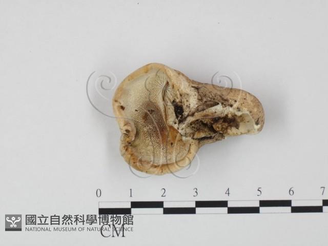 登錄號:F0005899藏品圖，第1張