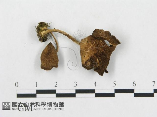 登錄號:F0015899藏品圖，第1張