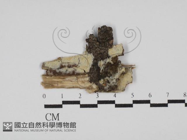 絲齒菌屬藏品圖，第1張