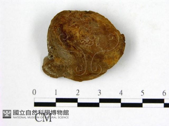 登錄號:F0019899藏品圖，第1張