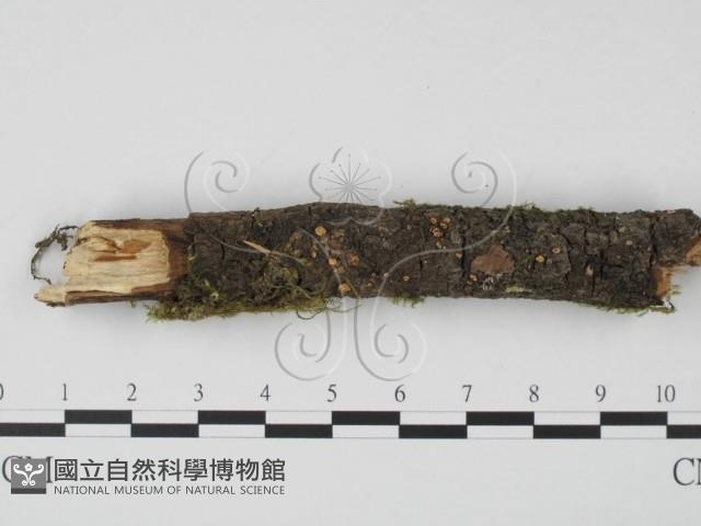 登錄號:F0013899藏品圖，第1張