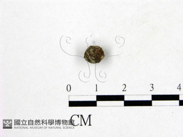 登錄號:F0000999藏品圖，第1張