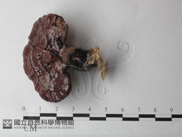 登錄號:F0026999藏品圖，第1張
