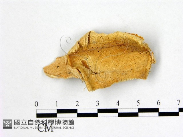 登錄號:F0006999藏品圖，第1張