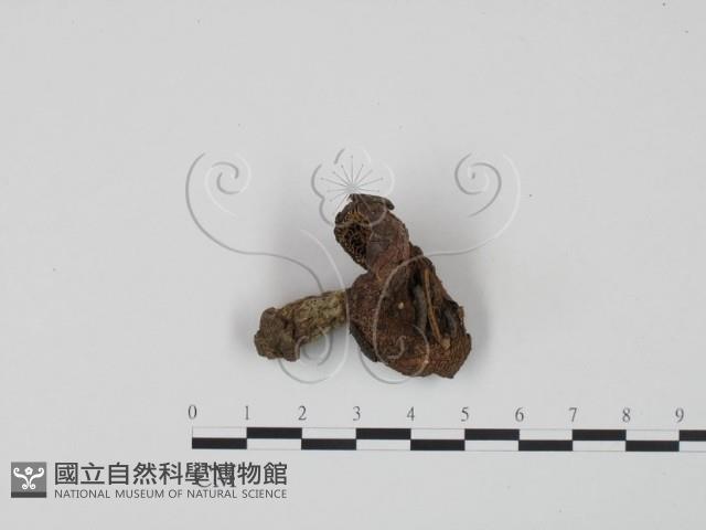 紅菇屬藏品圖，第1張