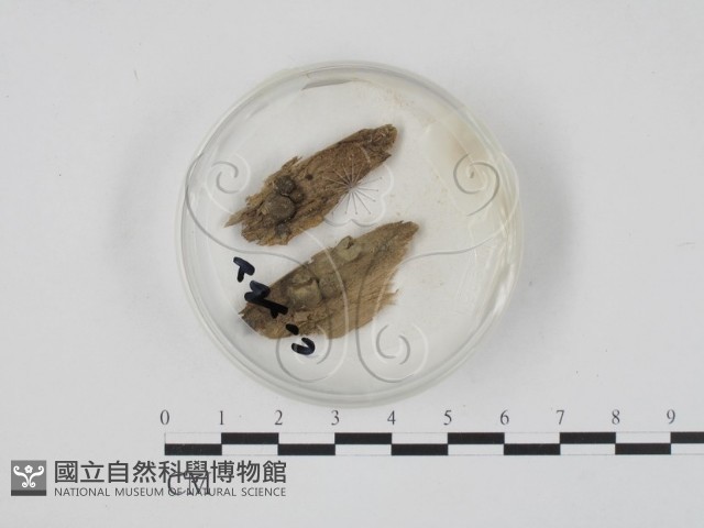 登錄號:F0001999藏品圖，第1張