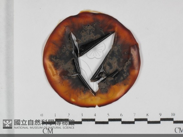 登錄號:F0031999藏品圖，第1張