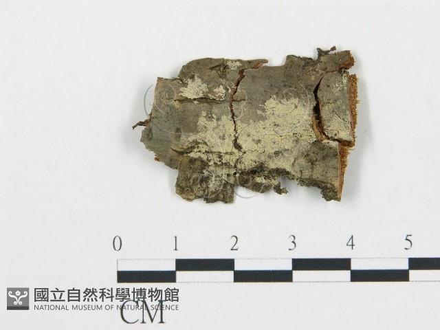 登錄號:F0004999藏品圖，第1張