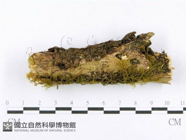 射脈菌屬藏品圖，第1張