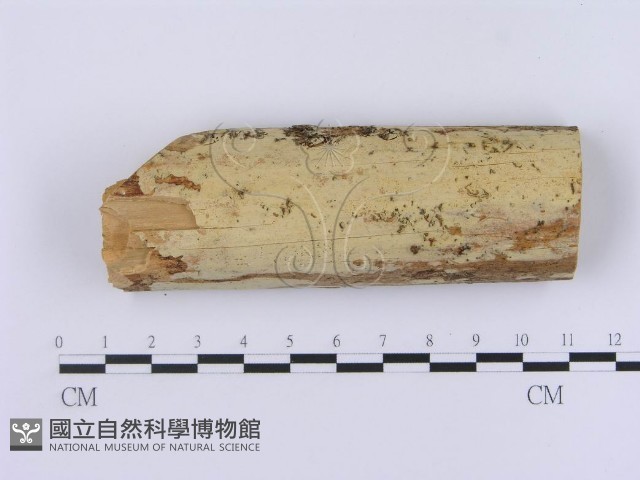 登錄號:F0002999藏品圖，第1張