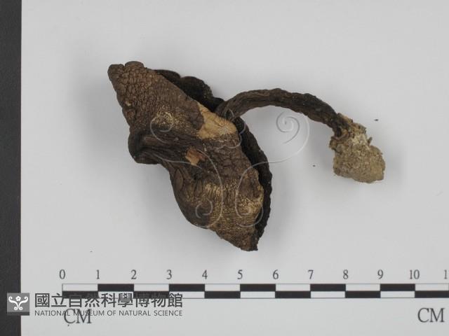 登錄號:F0012999藏品圖，第1張