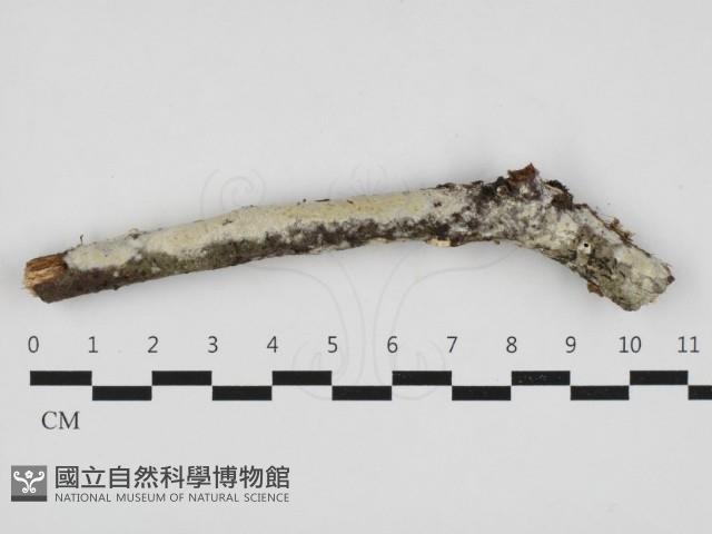 登錄號:F0032999藏品圖，第1張