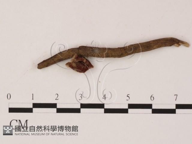 登錄號:F0007999藏品圖，第1張