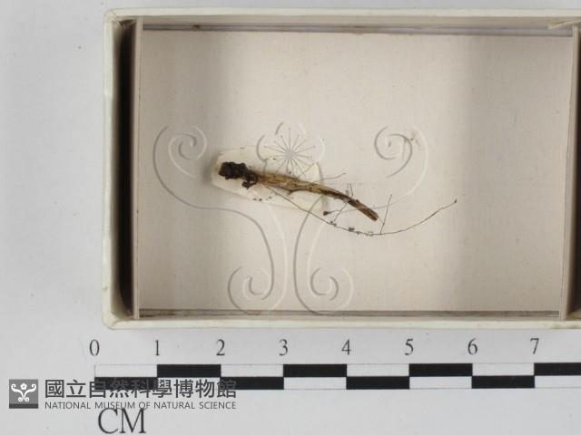 登錄號:F0017999藏品圖，第1張