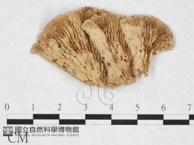 登錄號:F0025999藏品圖，第1張