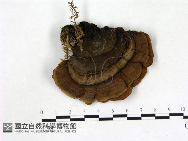 登錄號:F0005999藏品圖，第1張