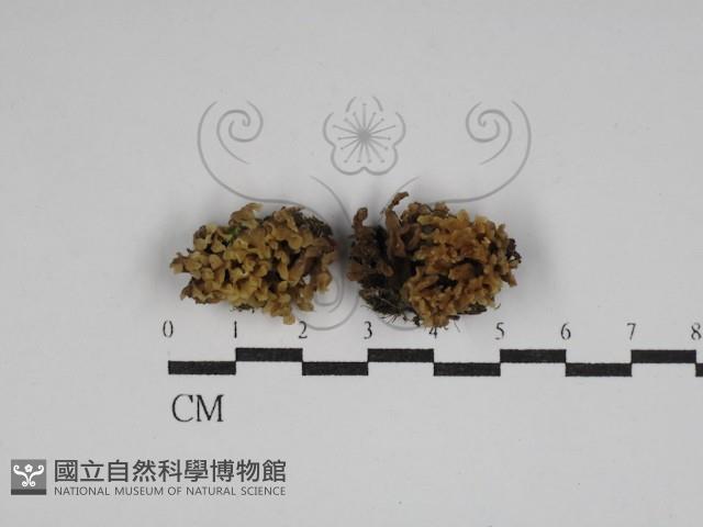 登錄號:F0029999藏品圖，第1張