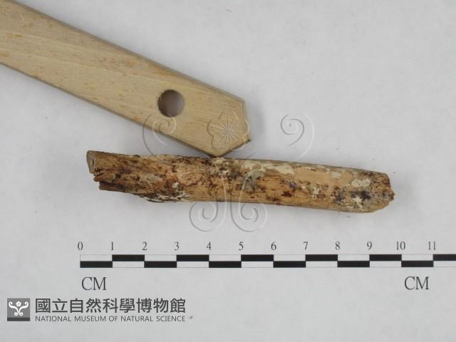 登錄號:F0003999藏品圖，第1張