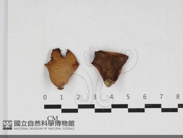 登錄號:F0033999藏品圖，第1張