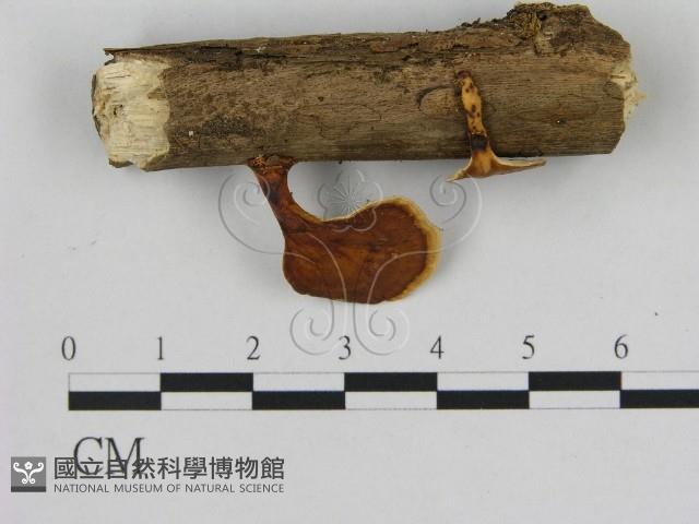 小孔菌屬藏品圖，第1張