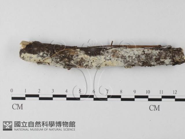 登錄號:F0018699藏品圖，第1張
