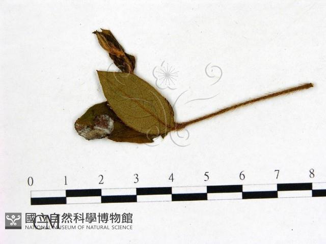 登錄號:F0020699藏品圖，第1張