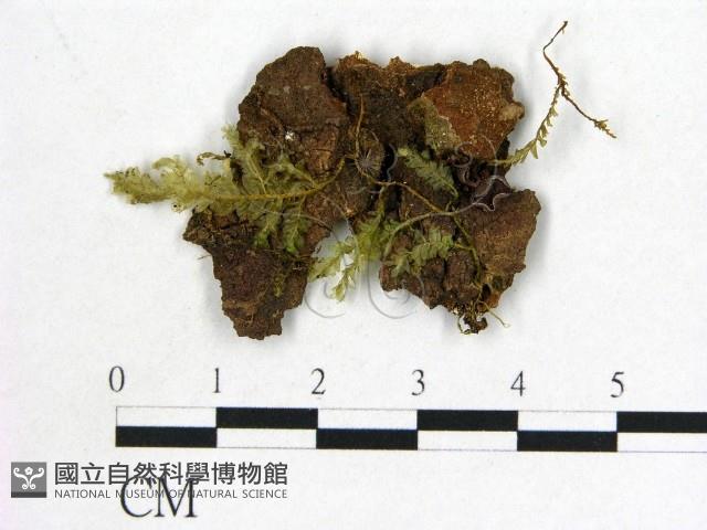 登錄號:F0000699藏品圖，第1張