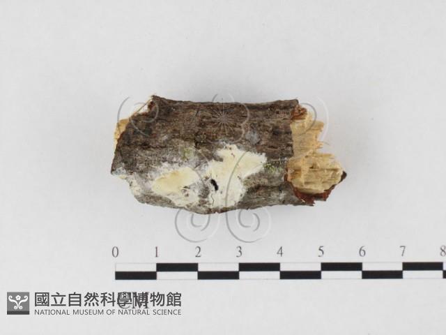 登錄號:F0026699藏品圖，第1張