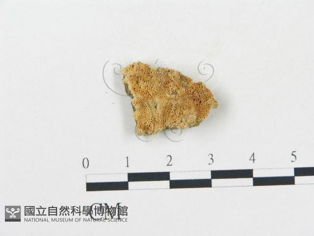 登錄號:F0006699藏品圖，第1張