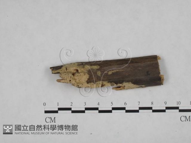 登錄號:F0021699藏品圖，第1張